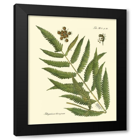 Antique Fern II Black Modern Wood Framed Art Print with Double Matting by Vision Studio