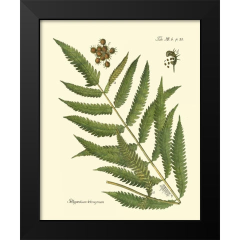 Antique Fern II Black Modern Wood Framed Art Print by Vision Studio