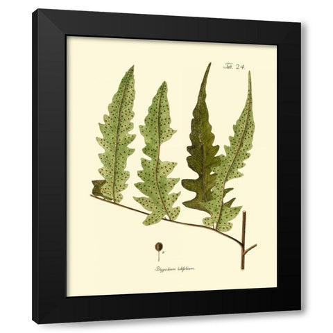 Antique Fern VII Black Modern Wood Framed Art Print with Double Matting by Vision Studio