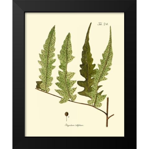 Antique Fern VII Black Modern Wood Framed Art Print by Vision Studio