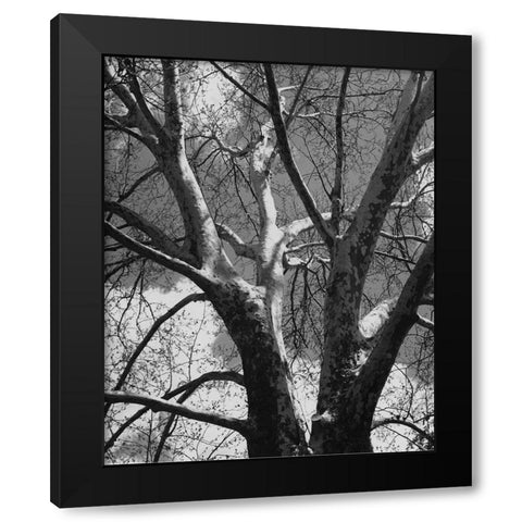 Classic Birch II Black Modern Wood Framed Art Print by Harper, Ethan
