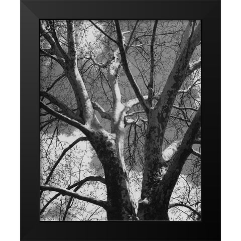 Classic Birch II Black Modern Wood Framed Art Print by Harper, Ethan