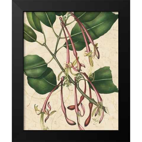 Botanic Beauty I Black Modern Wood Framed Art Print by Vision Studio