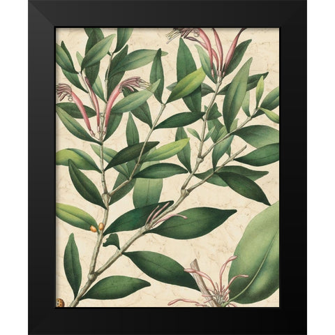 Botanic Beauty II Black Modern Wood Framed Art Print by Vision Studio