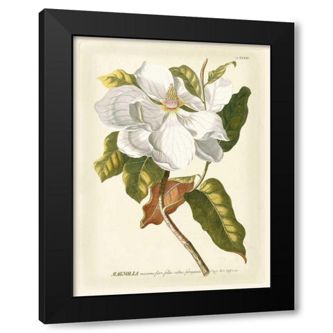 Magnificent Magnolias I Black Modern Wood Framed Art Print by Trew, Jacob