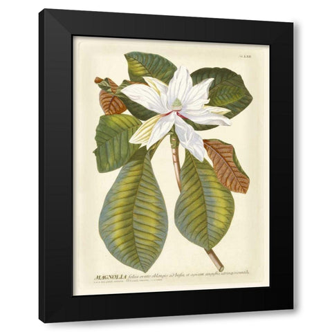 Magnificent Magnolias II Black Modern Wood Framed Art Print by Trew, Jacob