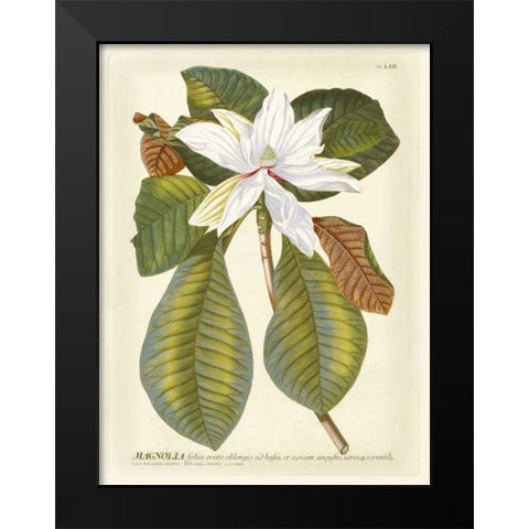 Magnificent Magnolias II Black Modern Wood Framed Art Print by Trew, Jacob
