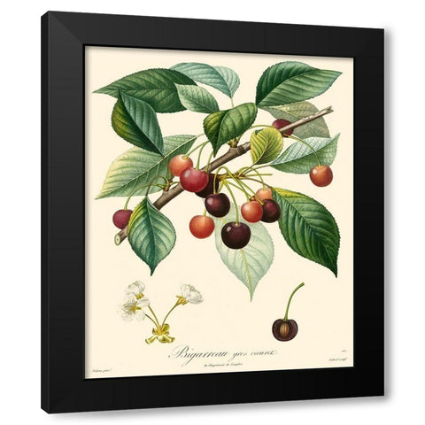 Bessa Cherries Black Modern Wood Framed Art Print with Double Matting by Bessa