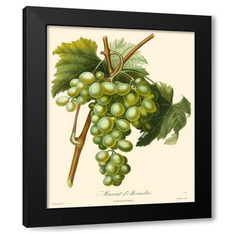 Bessa Grapes I Black Modern Wood Framed Art Print by Bessa