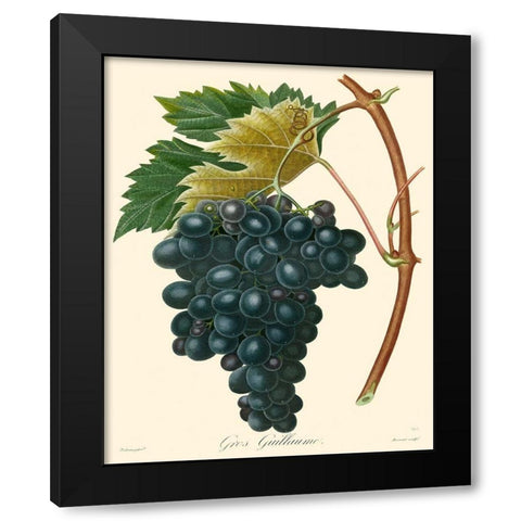 Bessa Grapes II Black Modern Wood Framed Art Print by Bessa