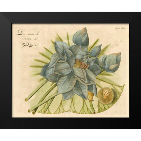 Blue Lotus Flower II Black Modern Wood Framed Art Print by Vision Studio