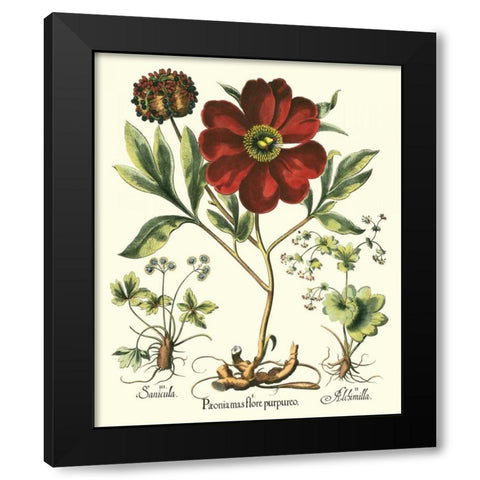 Besler Peonie II Black Modern Wood Framed Art Print by Besler, Basilius