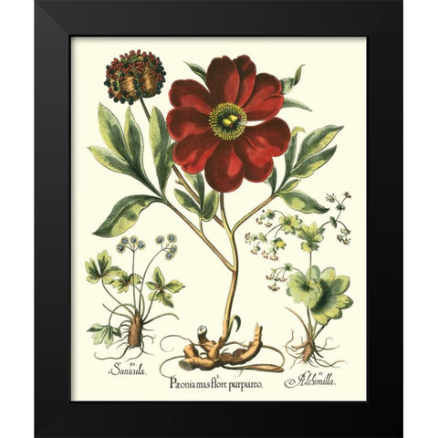 Besler Peonie II Black Modern Wood Framed Art Print by Besler, Basilius