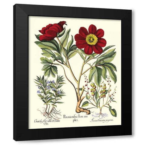 Besler Peonie IV Black Modern Wood Framed Art Print by Besler, Basilius