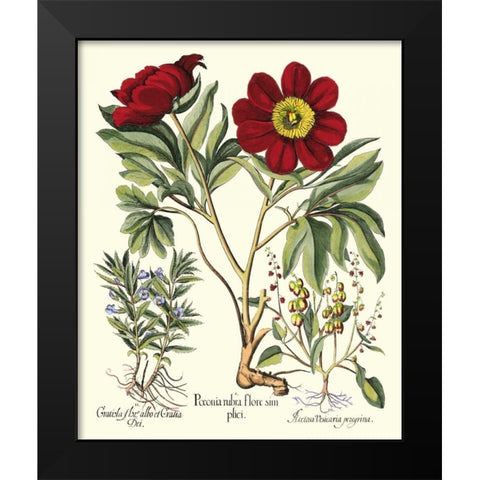 Besler Peonie IV Black Modern Wood Framed Art Print by Besler, Basilius
