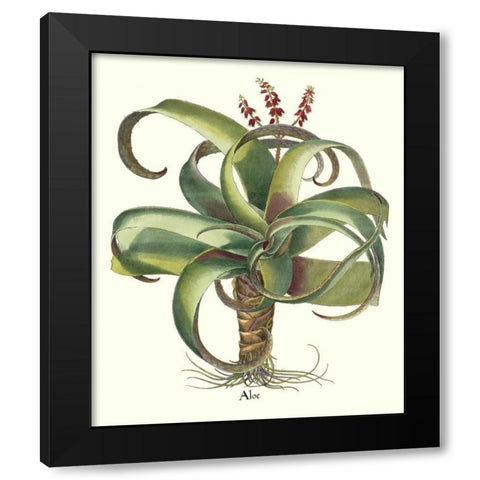 Besler Aloe Black Modern Wood Framed Art Print with Double Matting by Besler, Basilius