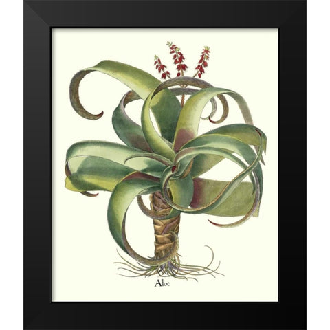 Besler Aloe Black Modern Wood Framed Art Print by Besler, Basilius