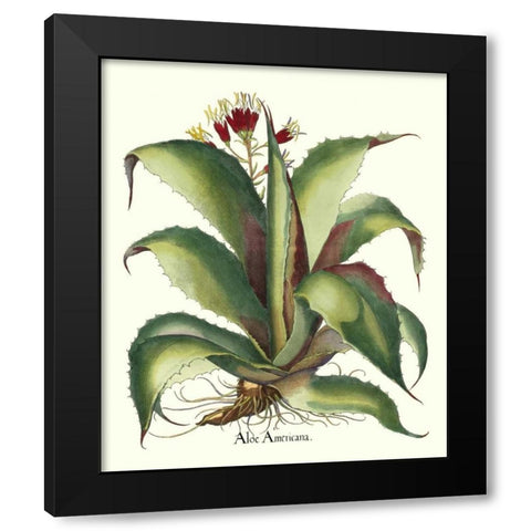 Besler Aloe Americana Black Modern Wood Framed Art Print with Double Matting by Besler, Basilius