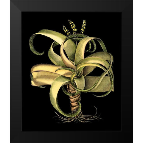 Custom Dramatic Aloe I (LG) Black Modern Wood Framed Art Print by Besler, Basilius