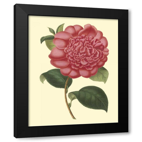 Camellia Garden I Black Modern Wood Framed Art Print with Double Matting by Verschaffelt