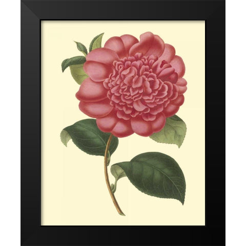 Camellia Garden I Black Modern Wood Framed Art Print by Verschaffelt