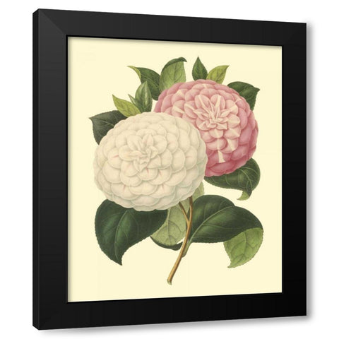 Camellia Garden IV Black Modern Wood Framed Art Print by Verschaffelt