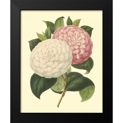 Camellia Garden IV Black Modern Wood Framed Art Print by Verschaffelt