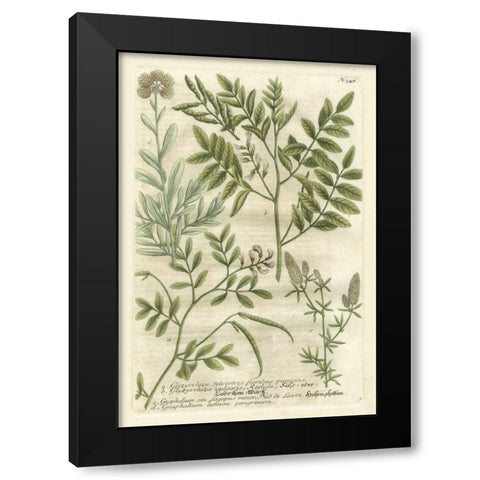 Weinmanns Garden II Black Modern Wood Framed Art Print with Double Matting by Weinmann, Johann