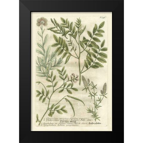 Weinmanns Garden II Black Modern Wood Framed Art Print by Weinmann, Johann