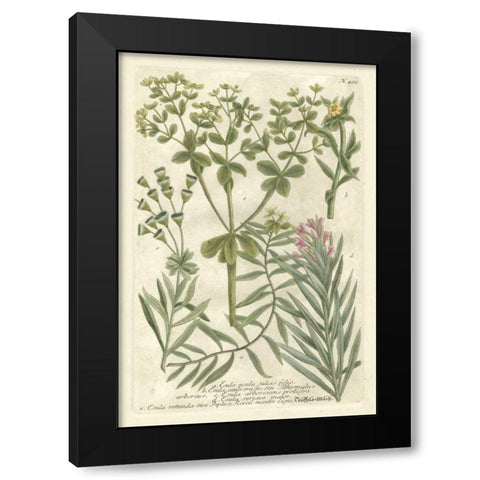 Weinmanns Garden III Black Modern Wood Framed Art Print with Double Matting by Weinmann, Johann