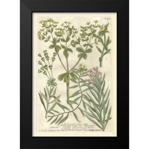 Weinmanns Garden III Black Modern Wood Framed Art Print by Weinmann, Johann