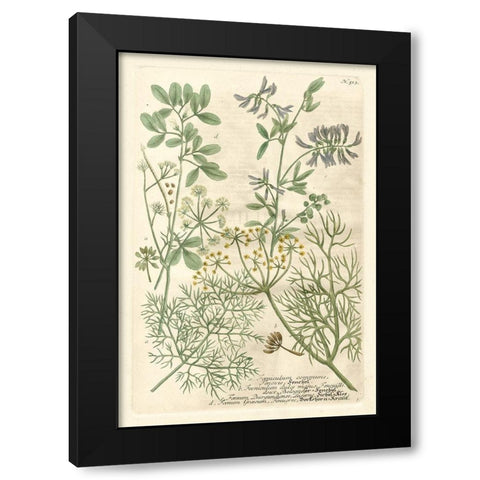 Weinmanns Garden IV Black Modern Wood Framed Art Print by Weinmann, Johann