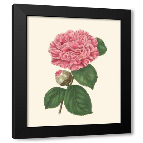 Summer Blush I Black Modern Wood Framed Art Print with Double Matting by Smith, E. D.
