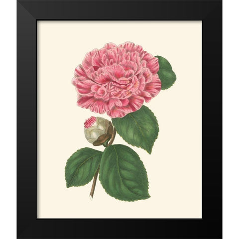 Summer Blush I Black Modern Wood Framed Art Print by Smith, E. D.