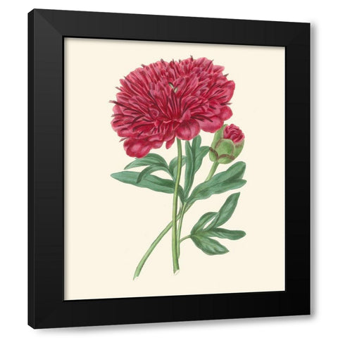 Summer Blush II Black Modern Wood Framed Art Print by Smith, E. D.