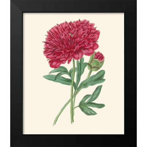 Summer Blush II Black Modern Wood Framed Art Print by Smith, E. D.