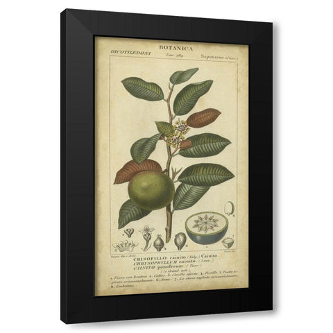 Exotic Botanica III Black Modern Wood Framed Art Print with Double Matting by Turpin