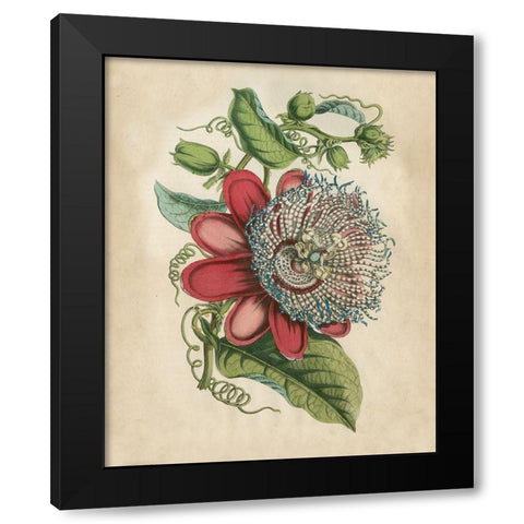 Tropical Beauty I Black Modern Wood Framed Art Print by Wiek, John