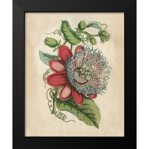 Tropical Beauty I Black Modern Wood Framed Art Print by Wiek, John