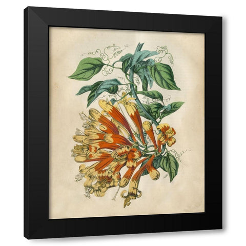 Tropical Beauty II Black Modern Wood Framed Art Print with Double Matting by Wiek, John