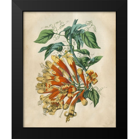 Tropical Beauty II Black Modern Wood Framed Art Print by Wiek, John