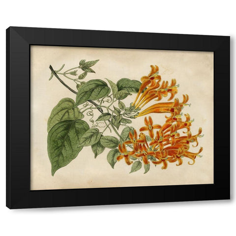 Tropical Beauty III Black Modern Wood Framed Art Print by Edwards, Sydenham