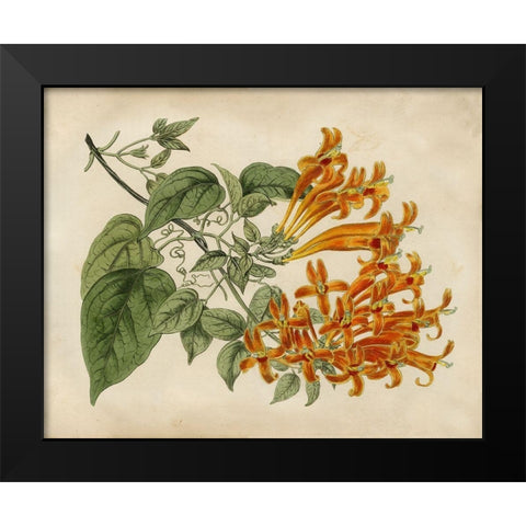 Tropical Beauty III Black Modern Wood Framed Art Print by Edwards, Sydenham