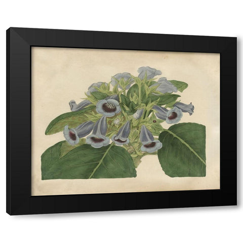 Tropical Beauty IV Black Modern Wood Framed Art Print with Double Matting by Edwards, Sydenham