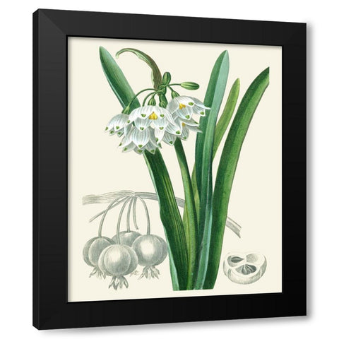 Les Fleurs Blanches I Black Modern Wood Framed Art Print with Double Matting by Unknown