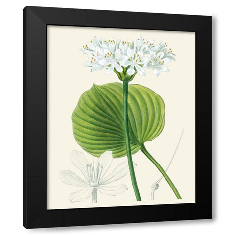 Les Fleurs Blanches II Black Modern Wood Framed Art Print by Unknown