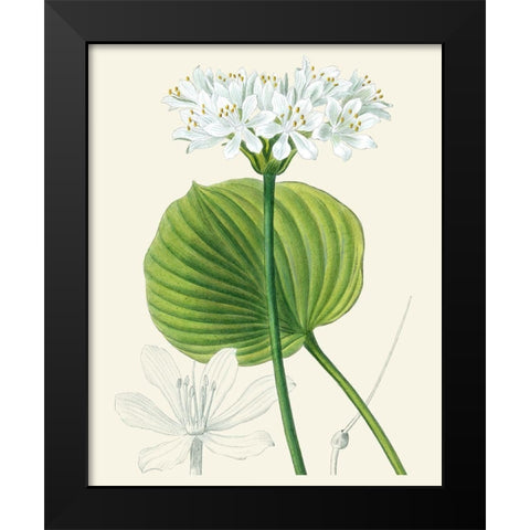 Les Fleurs Blanches II Black Modern Wood Framed Art Print by Unknown
