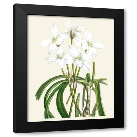 Les Fleurs Blanches III Black Modern Wood Framed Art Print by Unknown