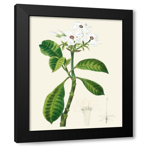 Les Fleurs Blanches IV Black Modern Wood Framed Art Print with Double Matting by Unknown