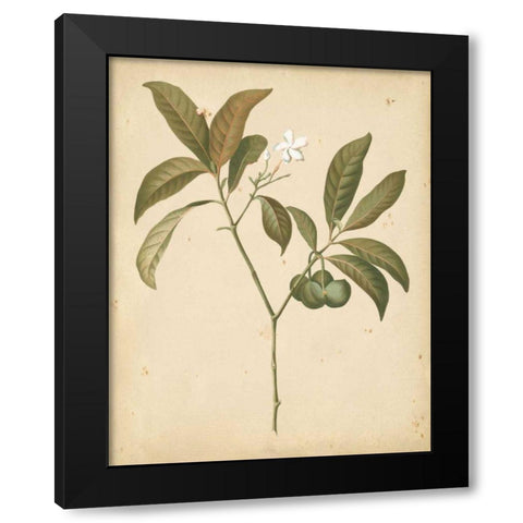 Natures Greenery V Black Modern Wood Framed Art Print by Unknown